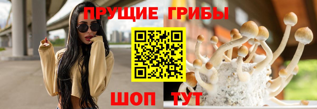 где можно купить наркотик  Галлюциногенные грибы прущие грибы  Майкоп  Вход с VPN  Псилоцибиновые грибы Psilocybe 